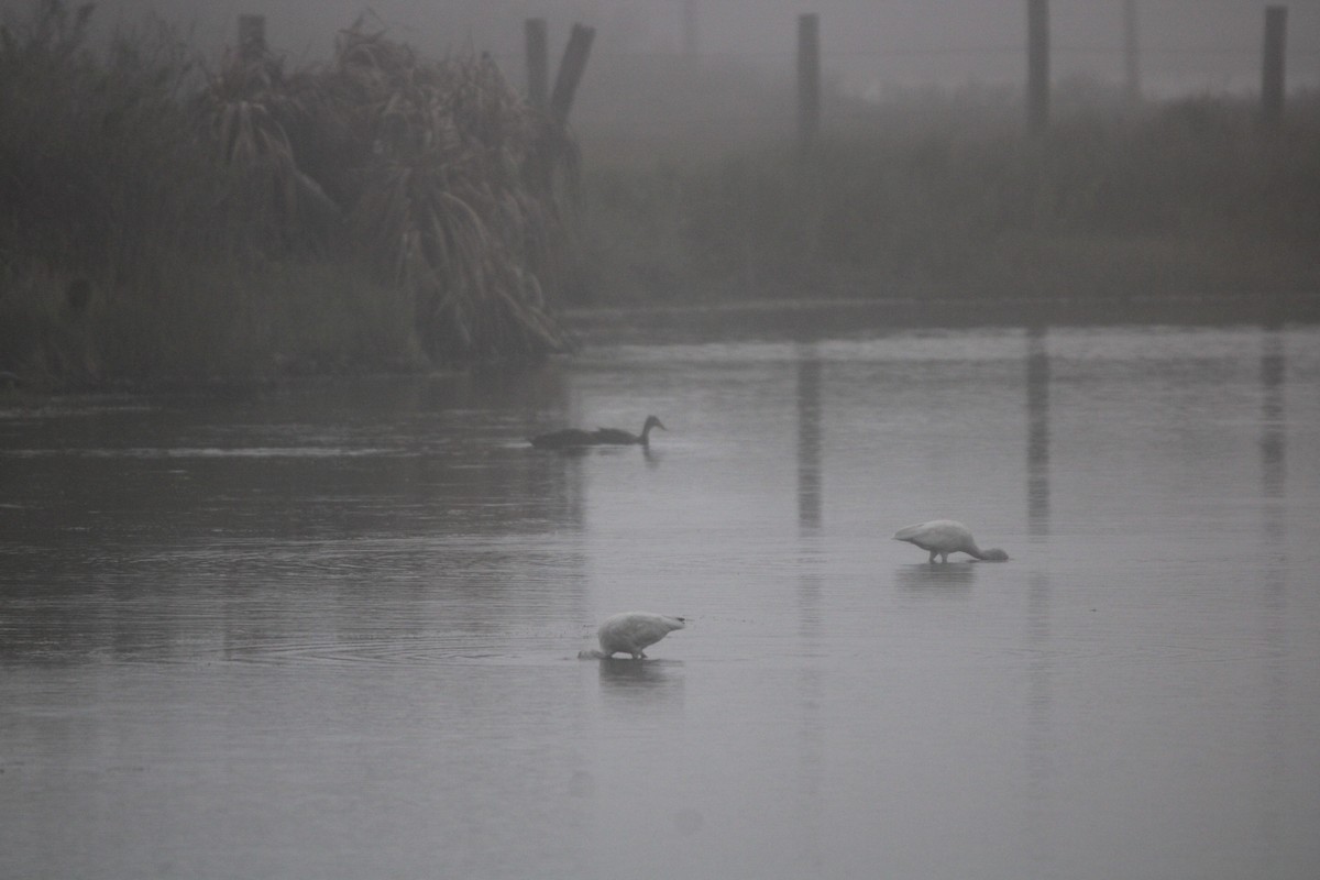 Mottled Duck (Gulf Coast) - ML647876055
