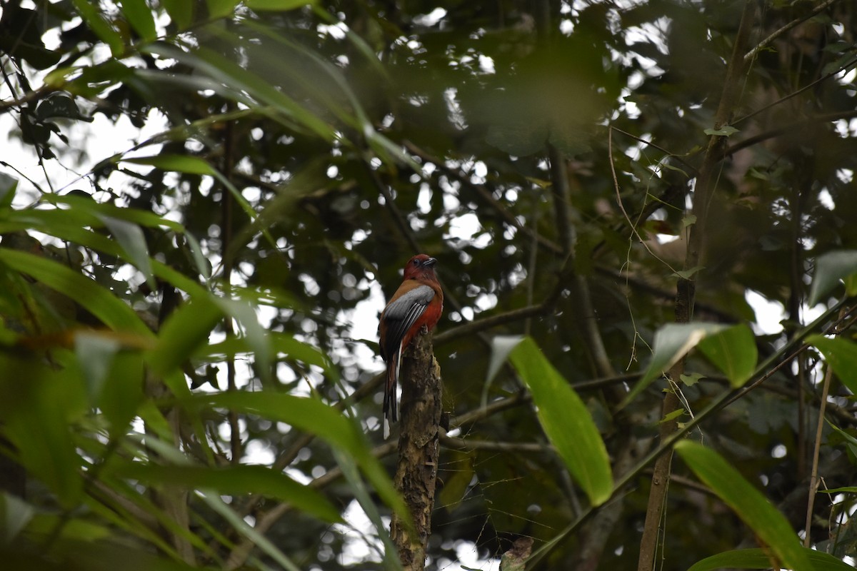 Red-headed Trogon - ML647876059