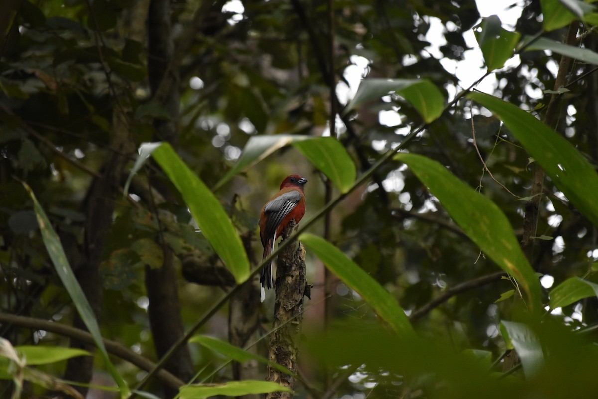 Red-headed Trogon - ML647876060
