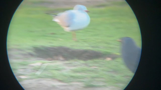 Eurasian Jackdaw - ML647876061