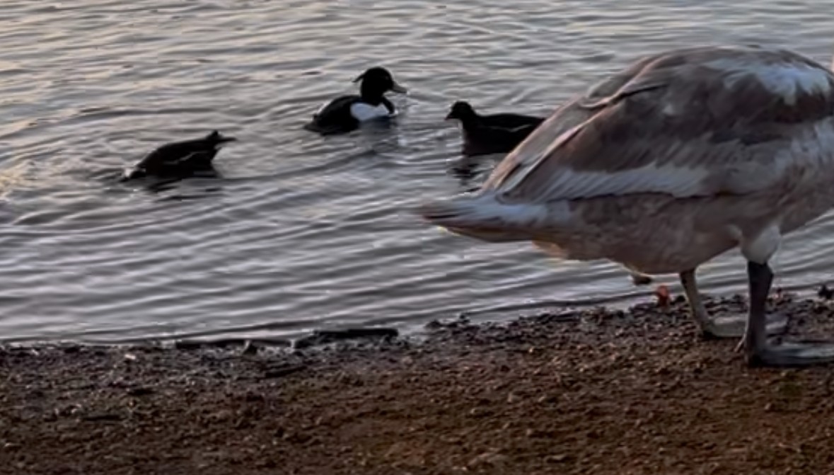Tufted Duck - ML647876062