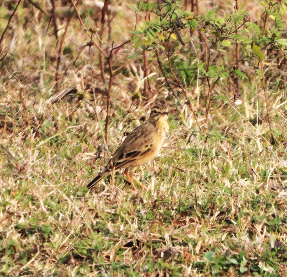 Paddyfield Pipit - ML647876063