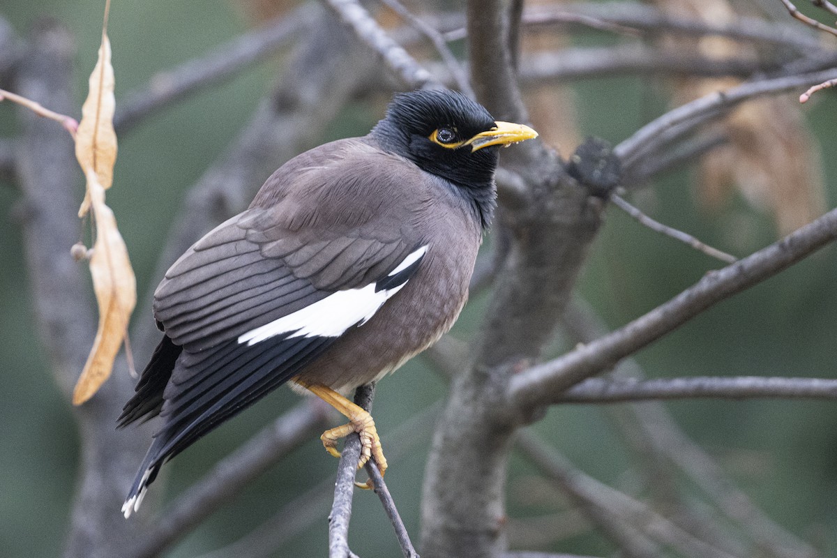 Common Myna - ML647876064
