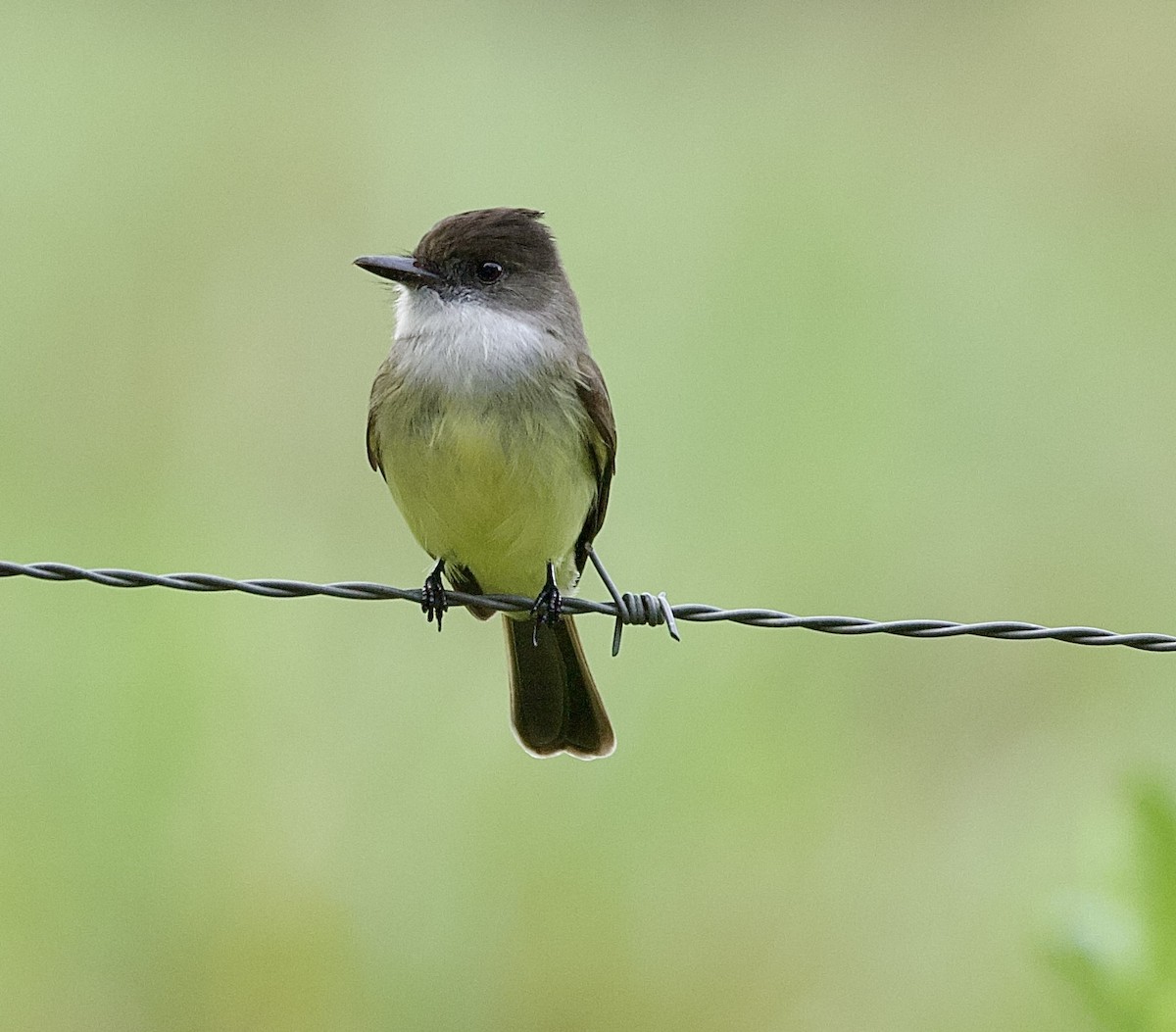 Dusky-capped Flycatcher - ML647876065