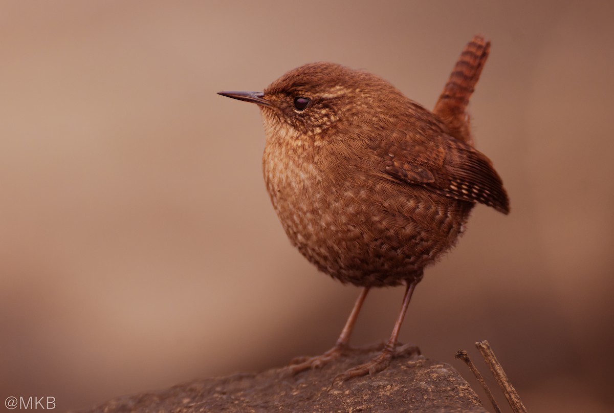 Winter Wren - ML647876066