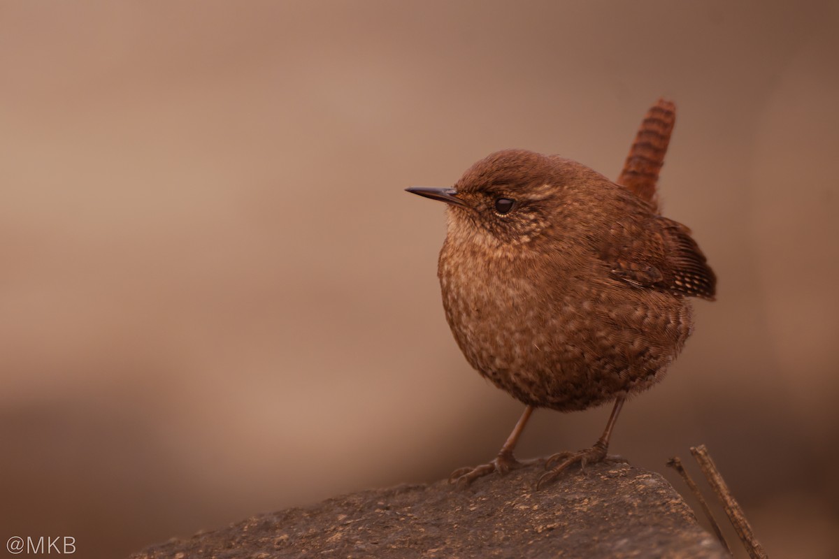 Winter Wren - ML647876067