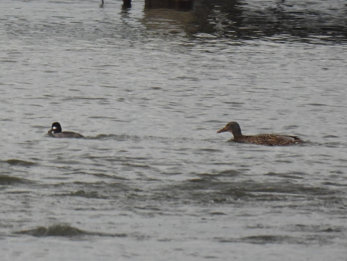 Mallard - ML647876068