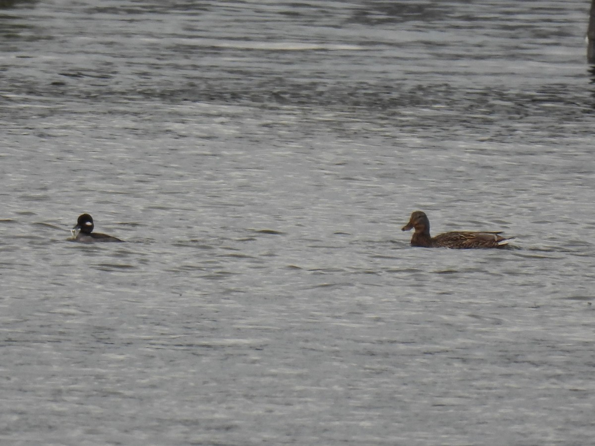 Mallard - ML647876069