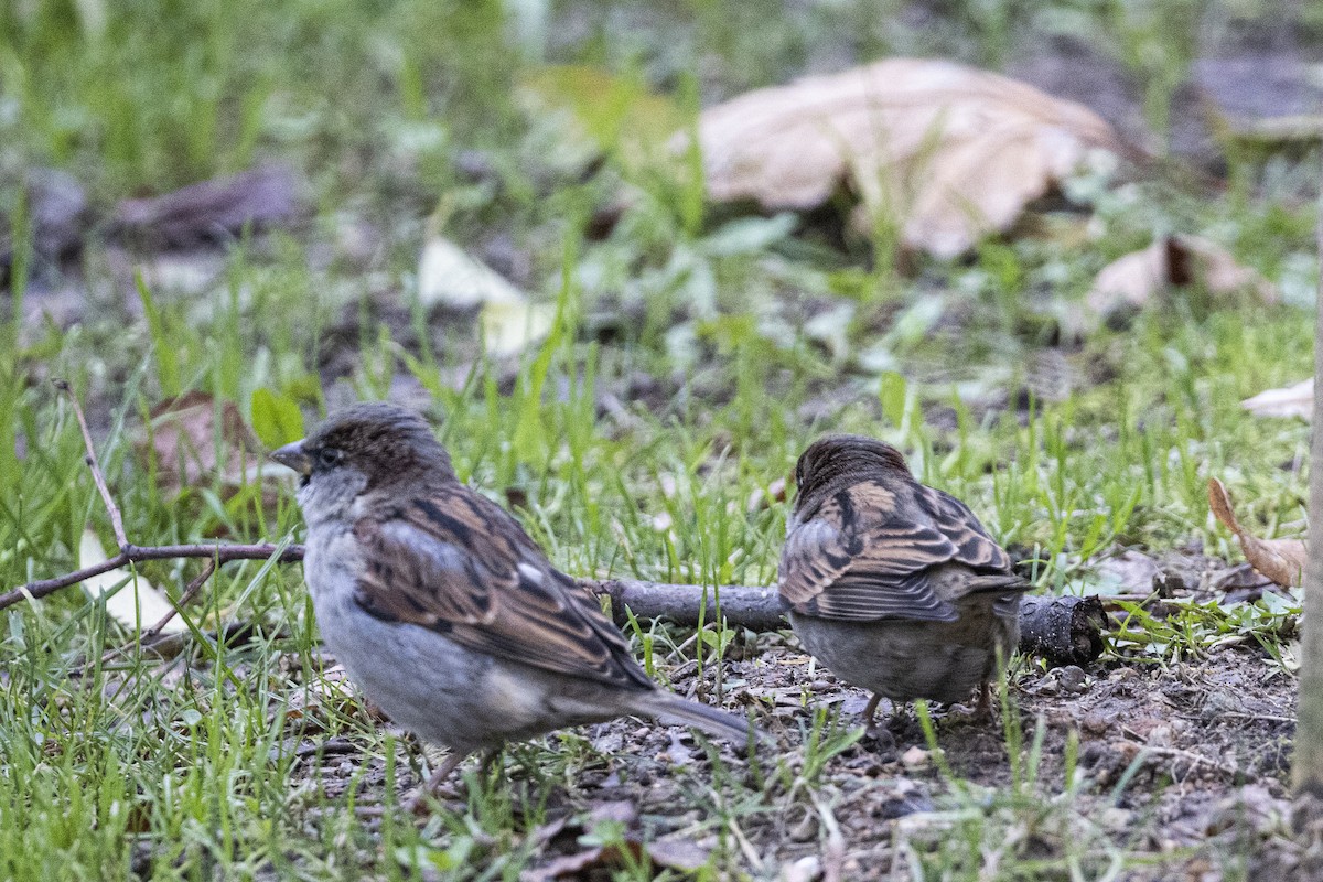 House Sparrow - ML647876070
