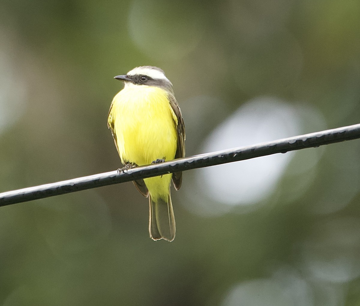 Social Flycatcher - ML647876071