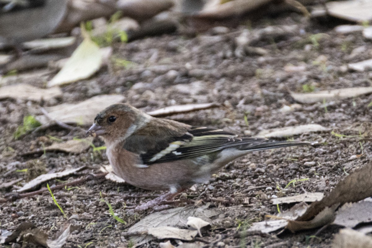 Common Chaffinch - ML647876072
