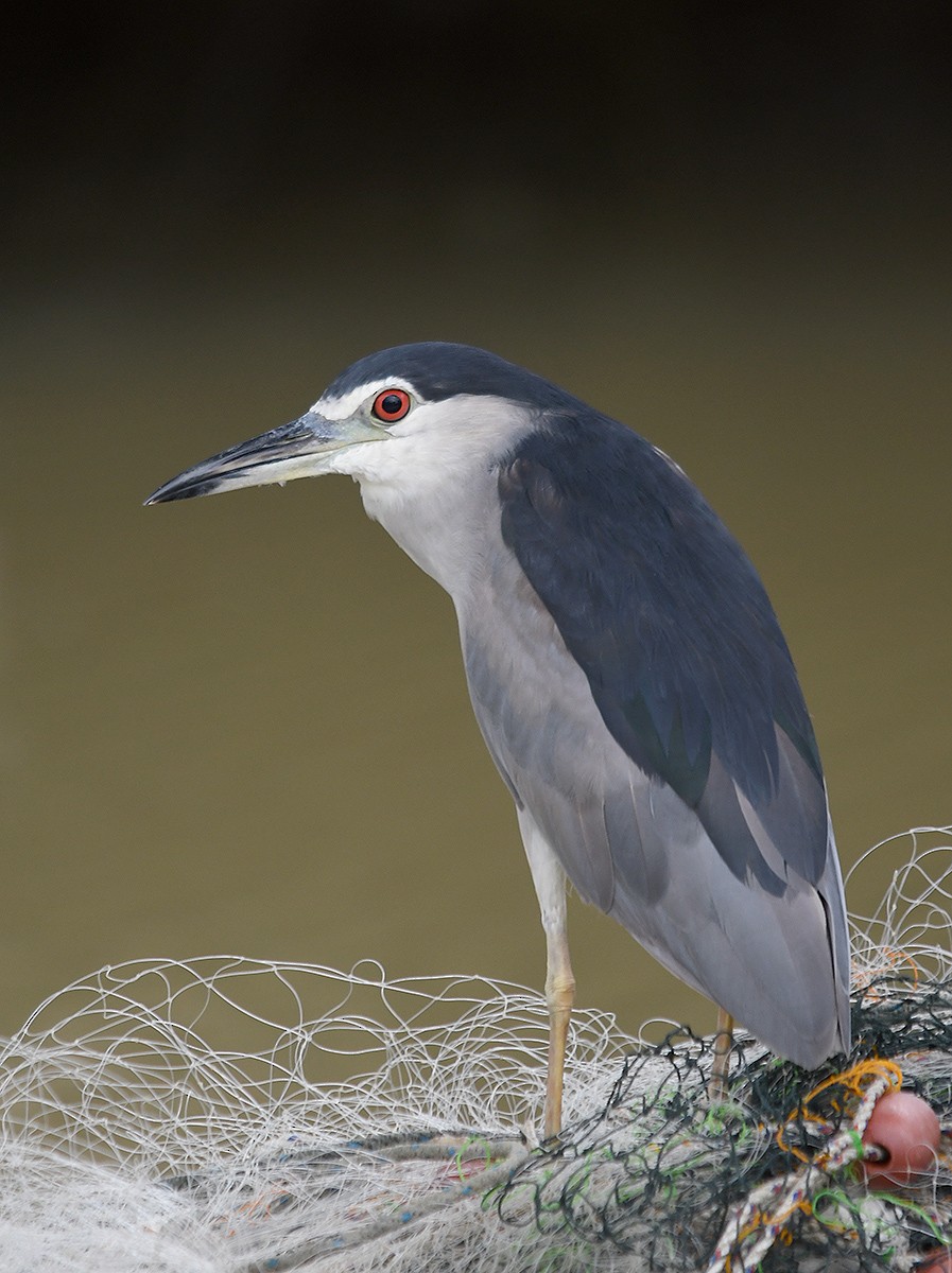 Black-crowned Night Heron - ML647876073