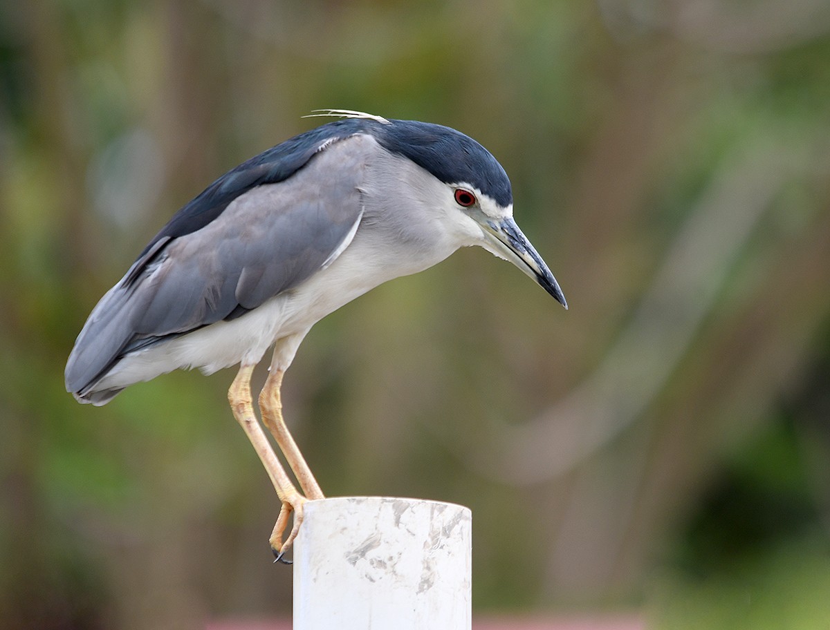 Black-crowned Night Heron - ML647876074