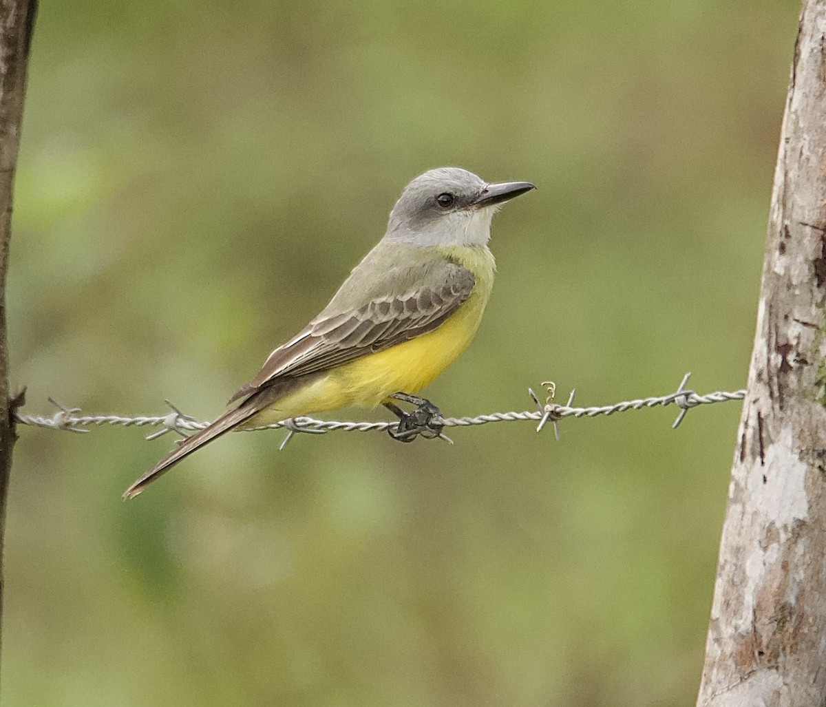 Tropical/Couch's Kingbird - ML647876075