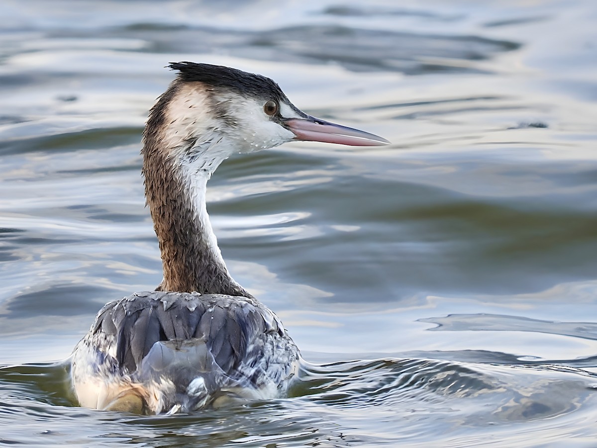 Great Crested Grebe - ML647876076