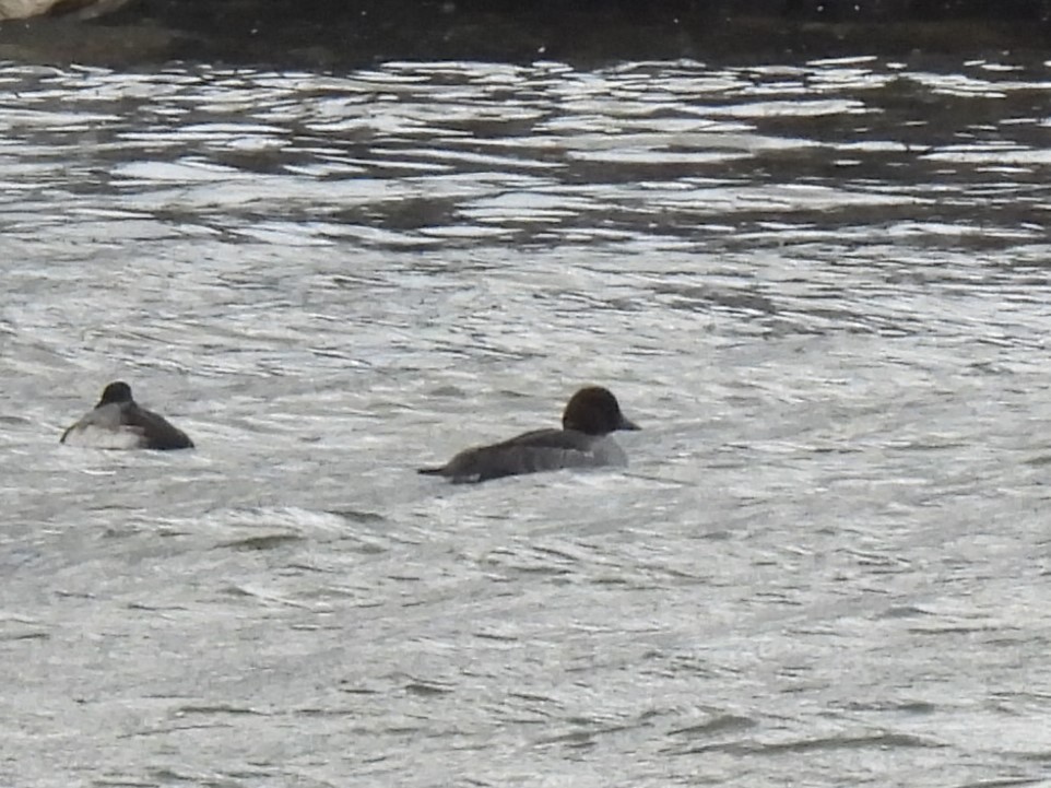 Common Goldeneye - ML647876077