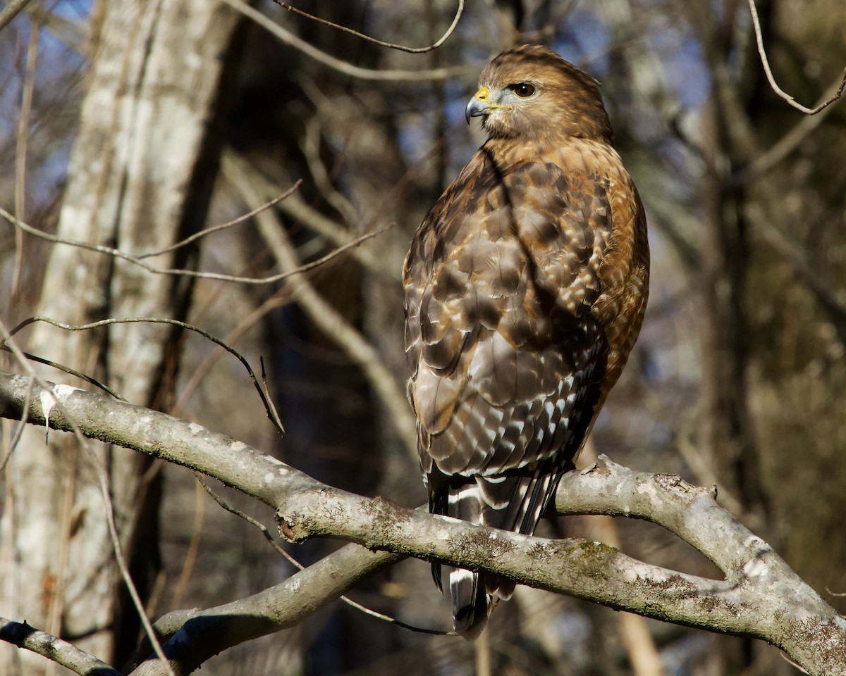 Red-shouldered Hawk - ML647876078