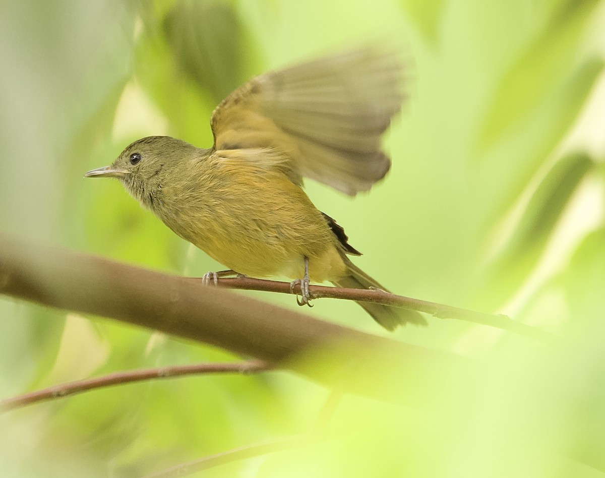 Lesser Greenlet - ML647876079