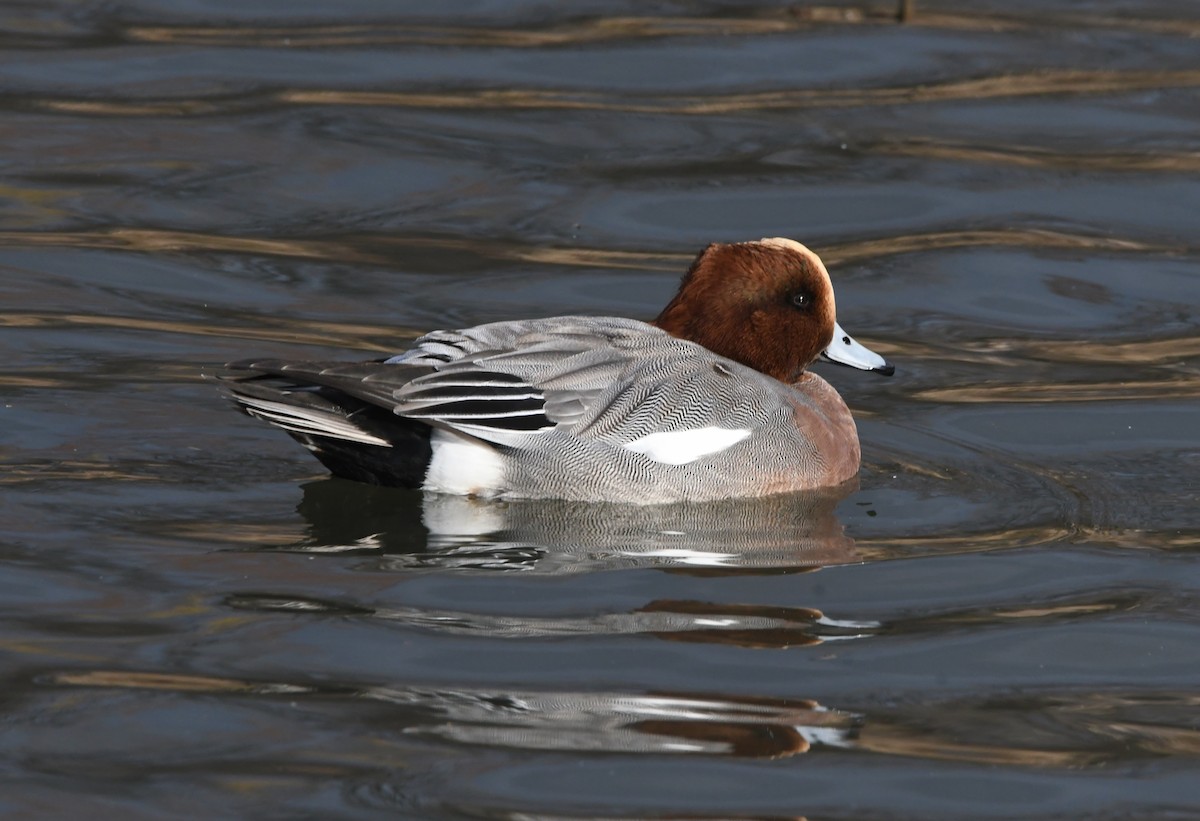 Eurasian Wigeon - ML647876083