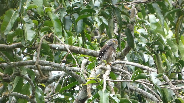 kulíšek subtropický - ML647876089