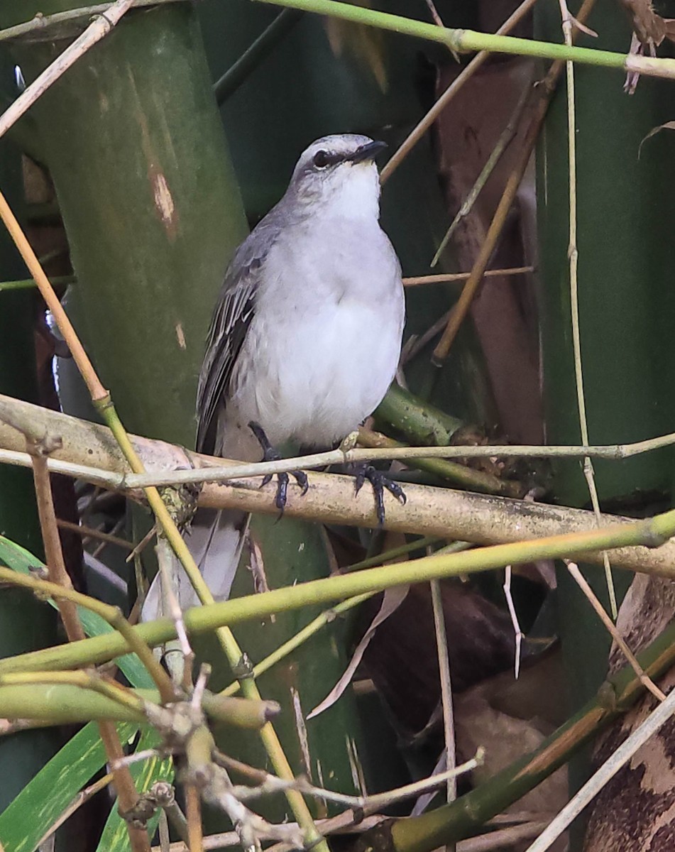 Tropikal Taklitçi - ML647876105