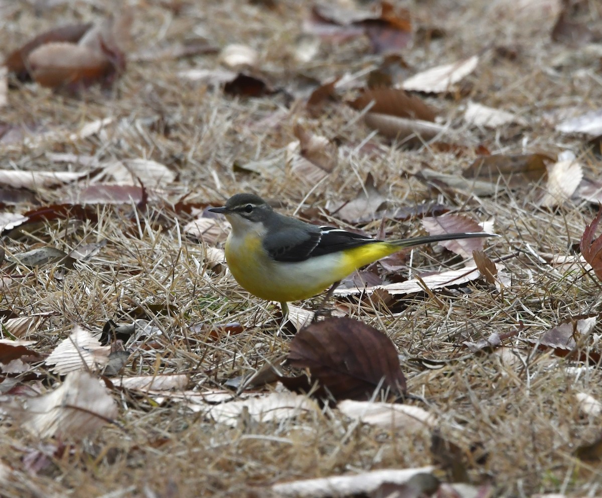Gray Wagtail - ML647876115