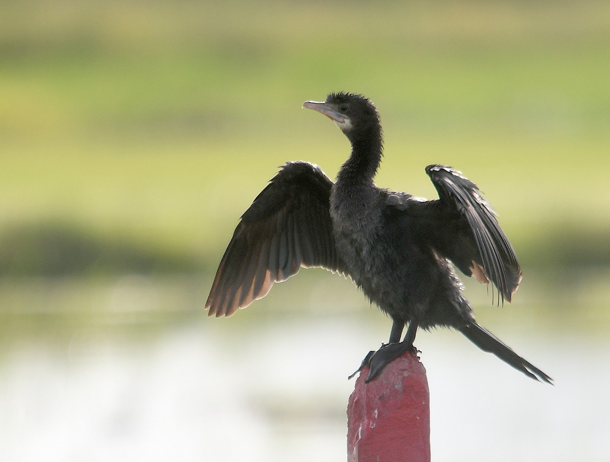 kormorán menší - ML647876137