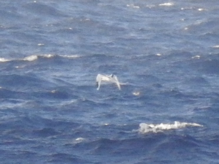 faeton pruhokřídlý - ML647876138