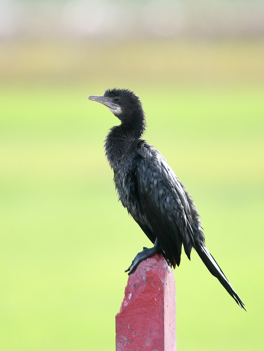 kormorán menší - ML647876141