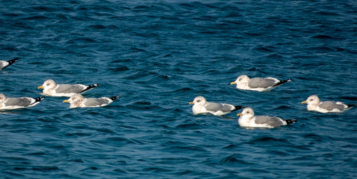 racek bouřní - ML647876144