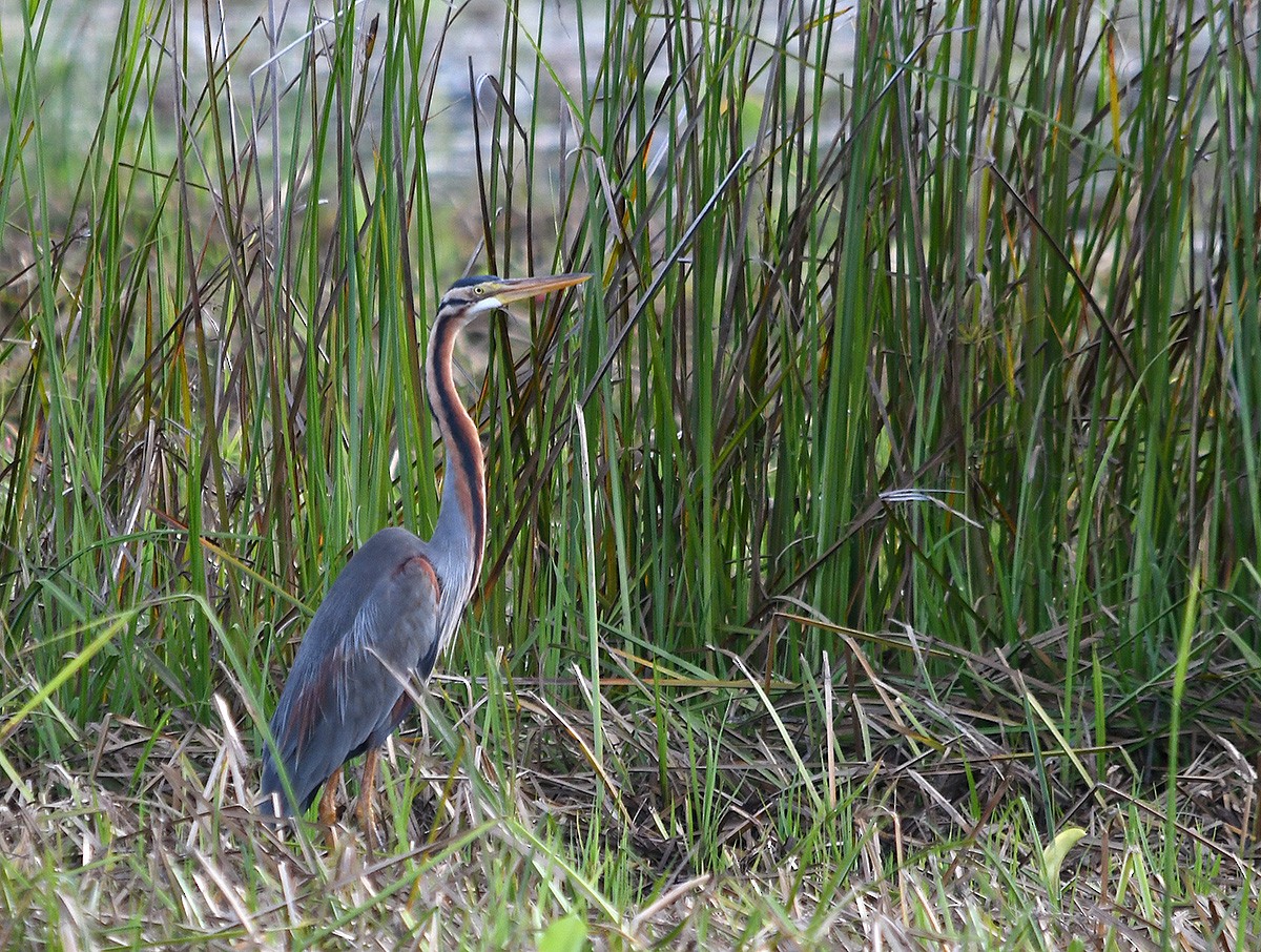 volavka červená - ML647876145