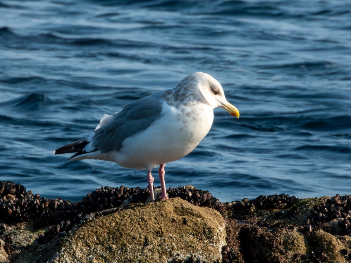 racek východosibiřský - ML647876146