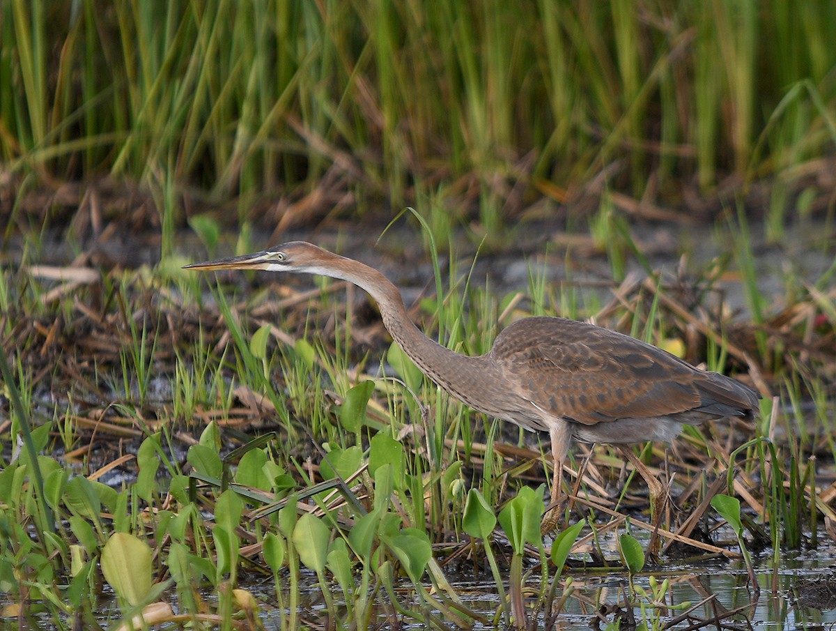 volavka červená - ML647876147