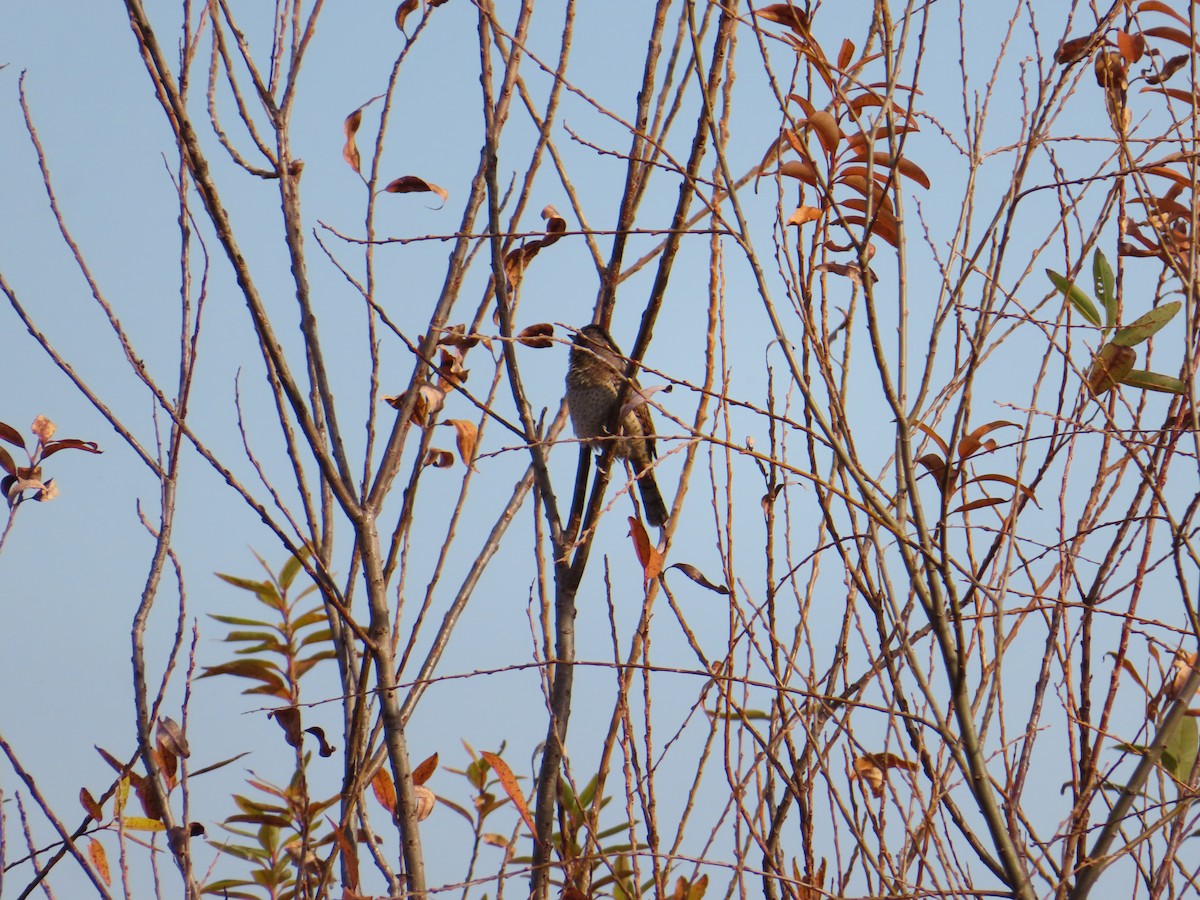 krutihlav obecný - ML647876148