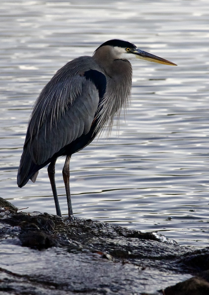 volavka velká - ML647876150