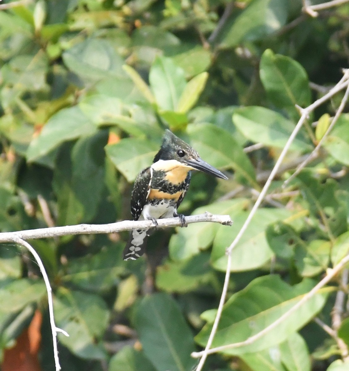 rybařík zelený - ML647876152