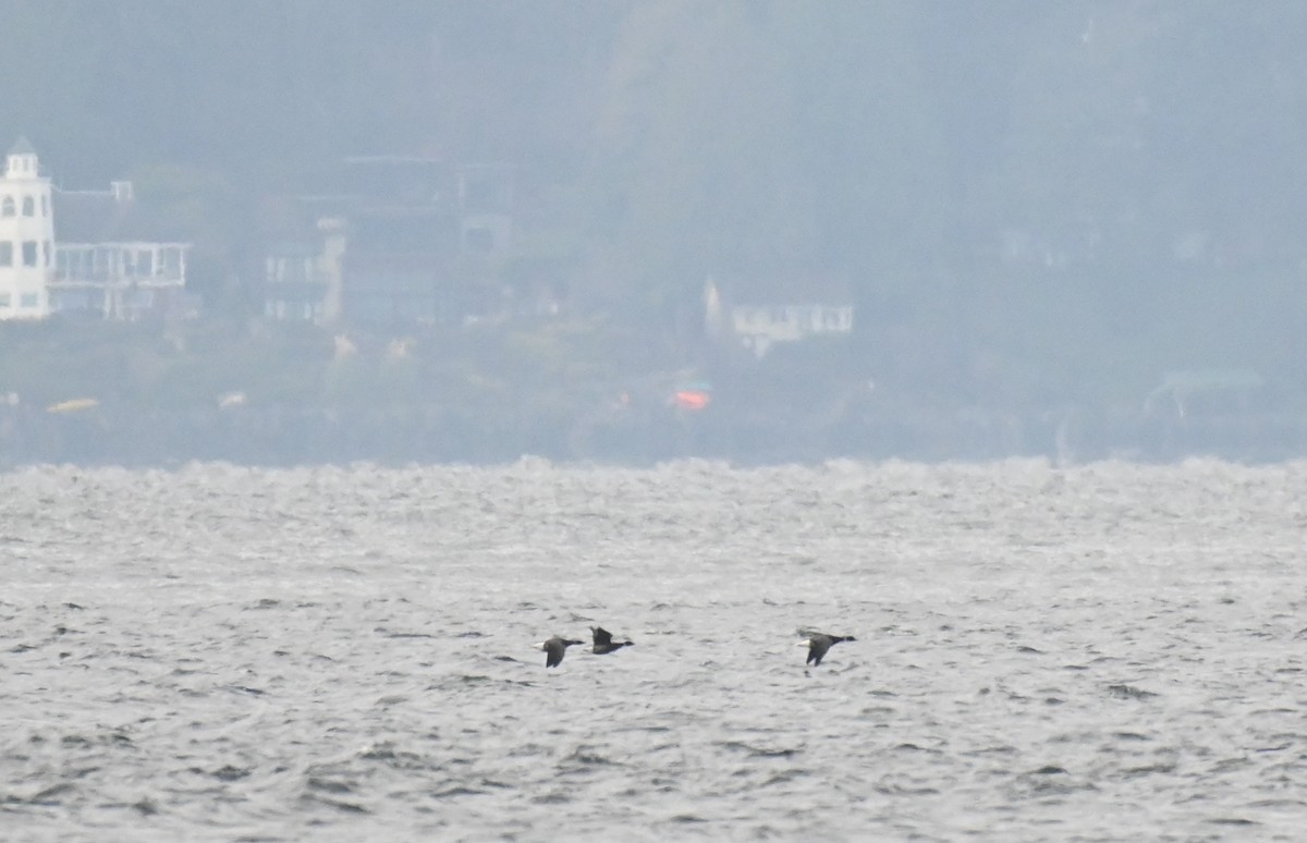 berneška tmavá - ML647876153