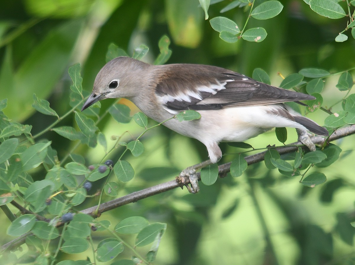 špaček mandžuský - ML647876156