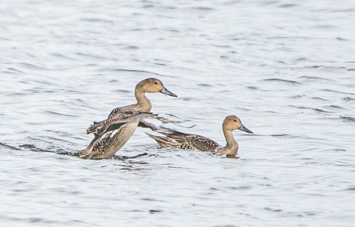 ostralka štíhlá - ML647876157