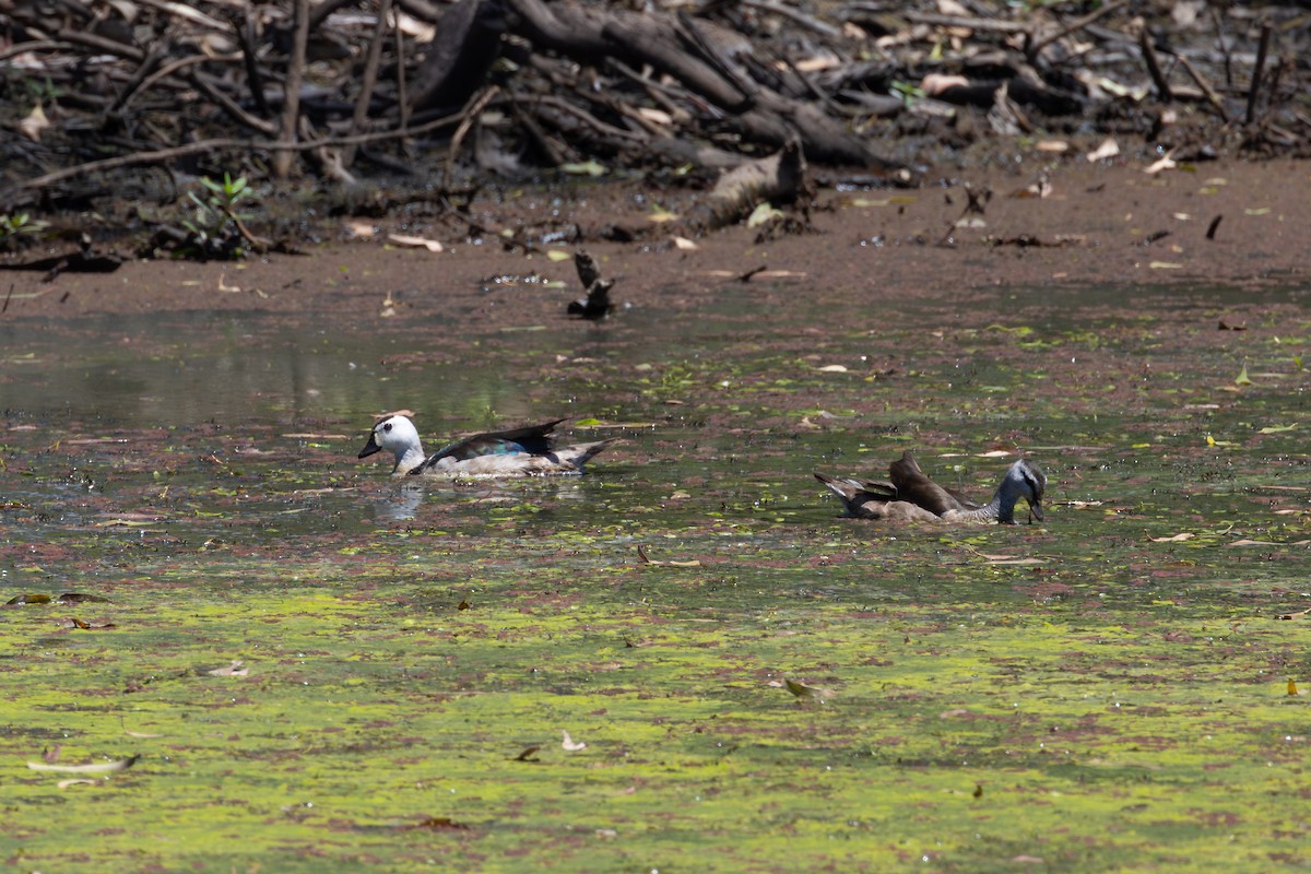 kachnička obojková - ML647876159