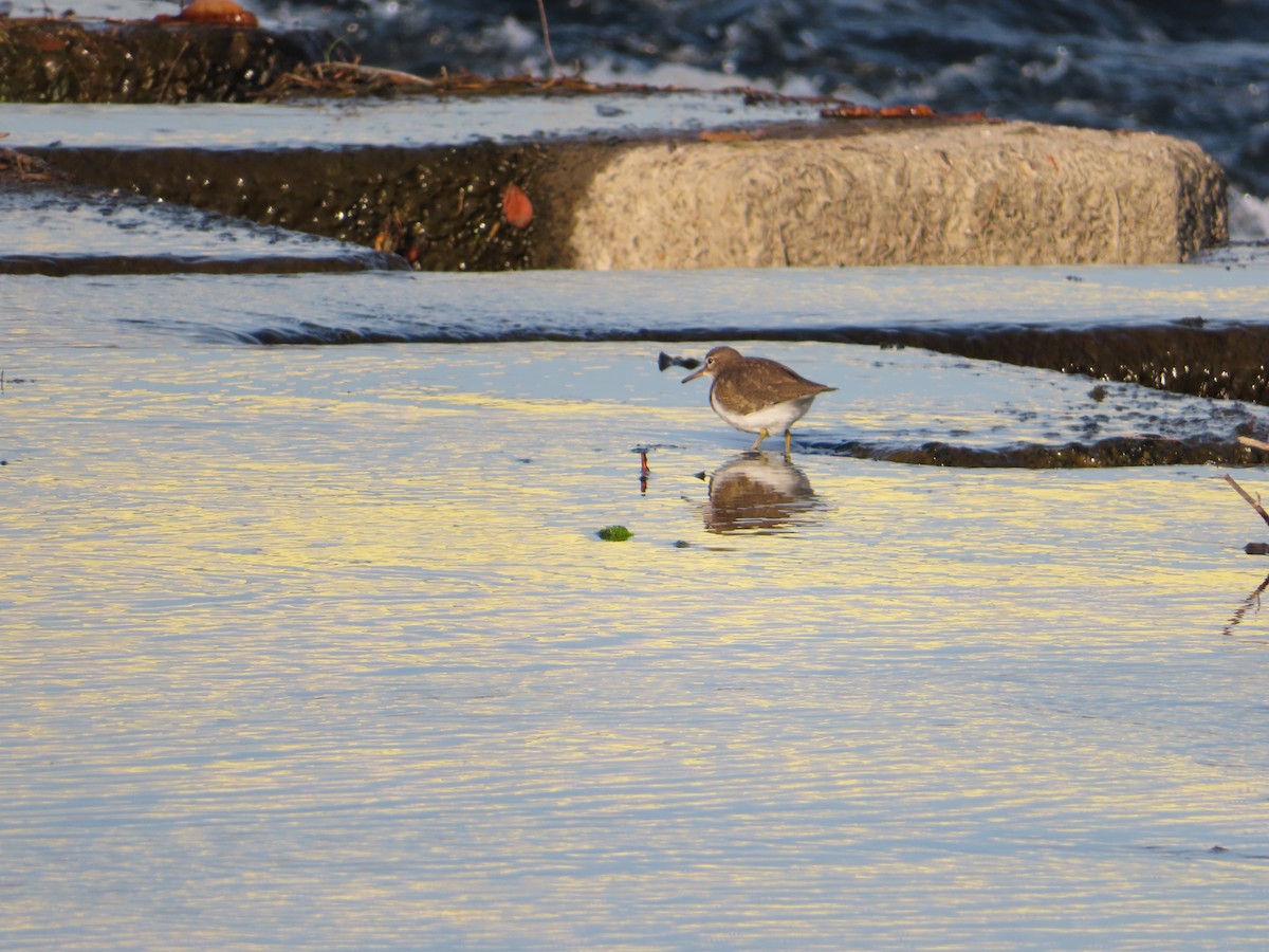 pisík obecný - ML647876160
