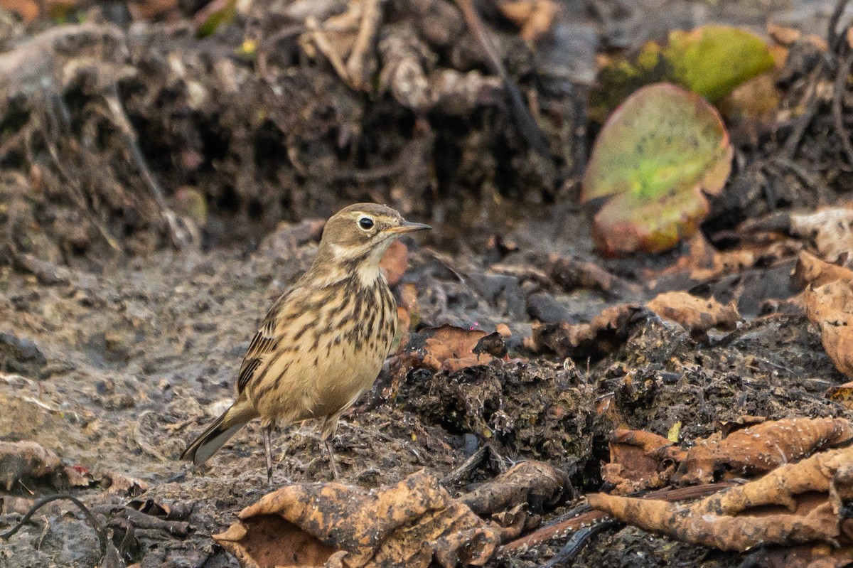 linduška tundrová - ML647876161