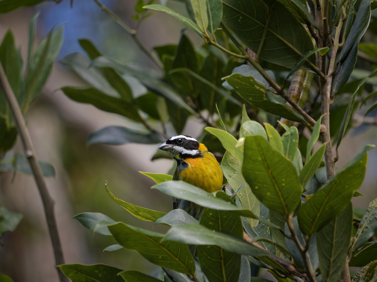 Puerto Rican Spindalis - ML647876162