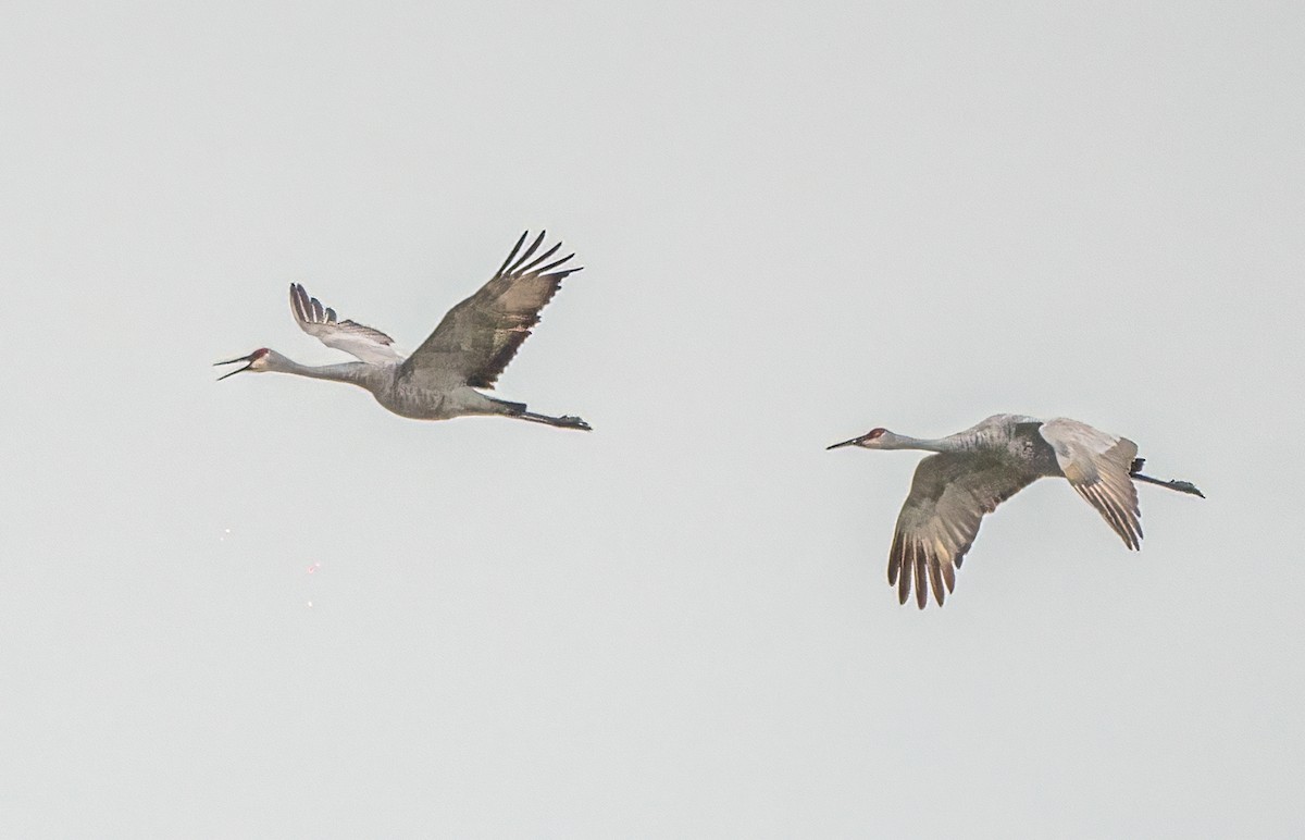 jeřáb kanadský - ML647876164