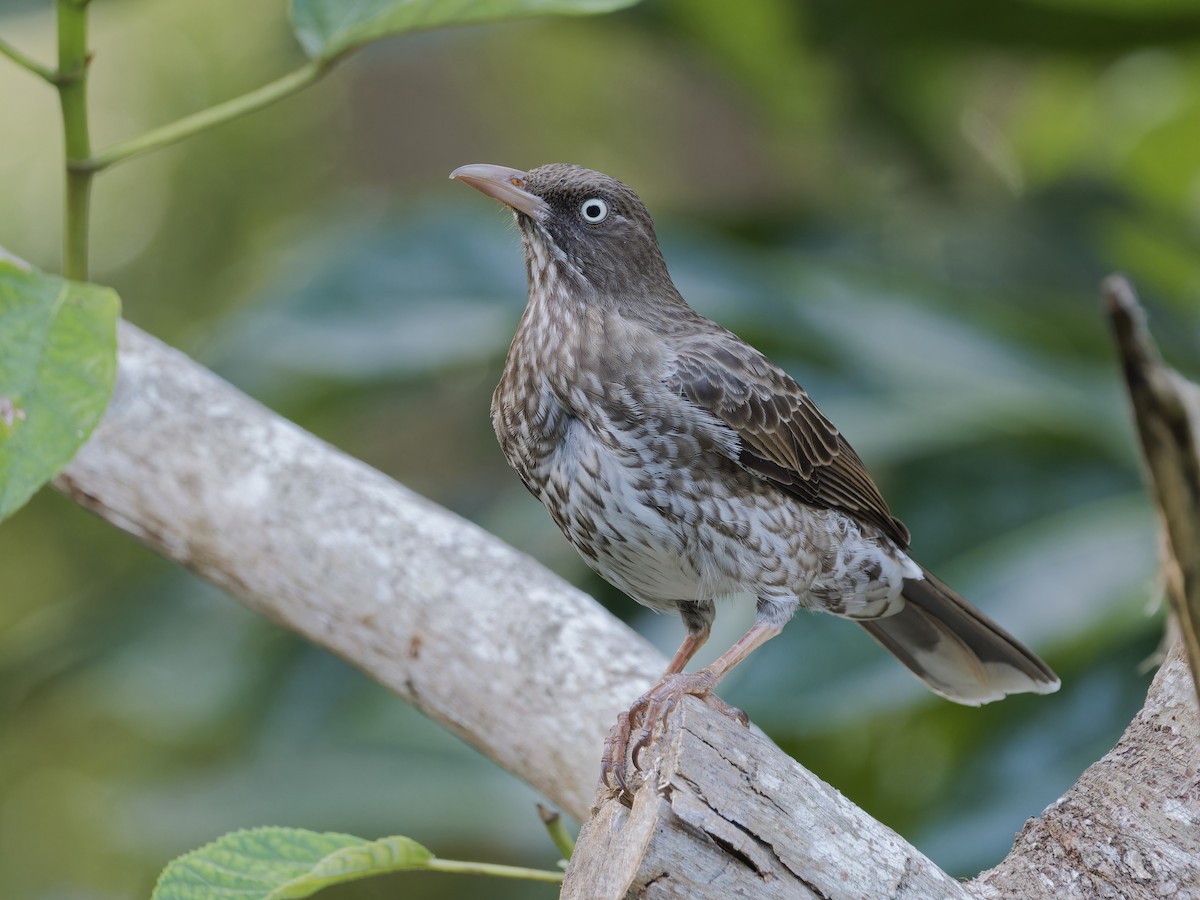 drozdec karibský - ML647876166