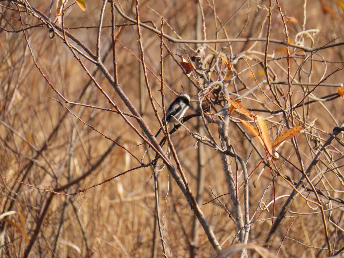 mlynařík dlouhoocasý - ML647876168