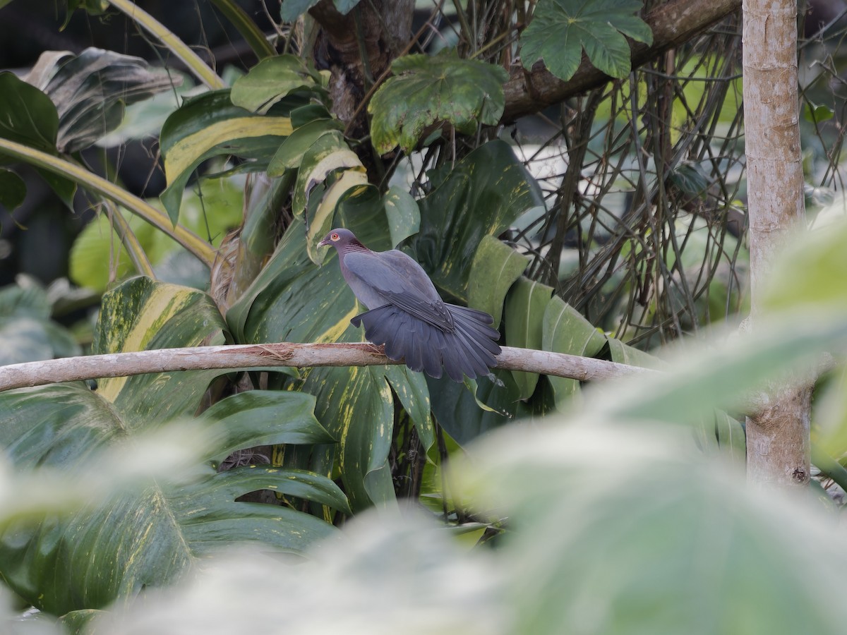 holub šedobřichý - ML647876169