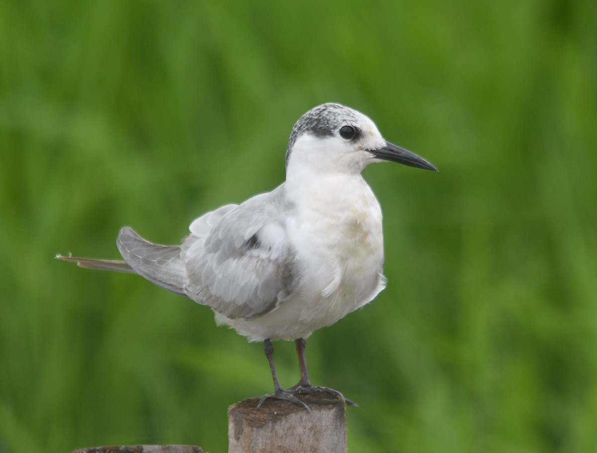 rybák bahenní - ML647876170