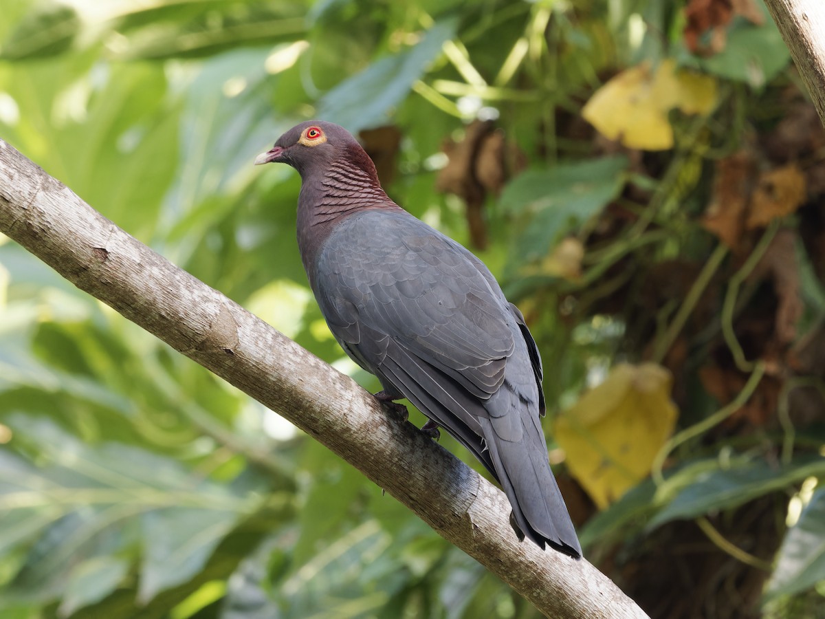 holub šedobřichý - ML647876171