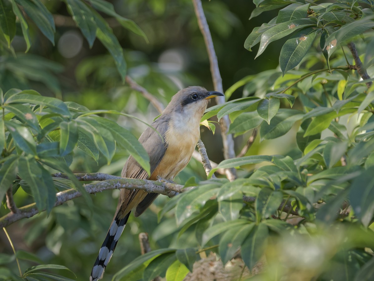 kukačka mangrovová - ML647876172